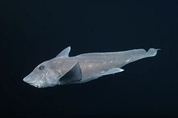 「ゴーストシャーク」と呼ばれる深海に住むサメの貴重な映像が撮影される