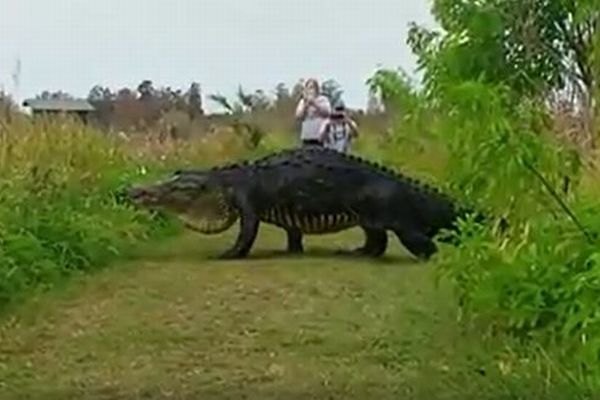 「まるで恐竜みたい」フロリダの自然保護区で巨大なワニが旅行客の前に出現