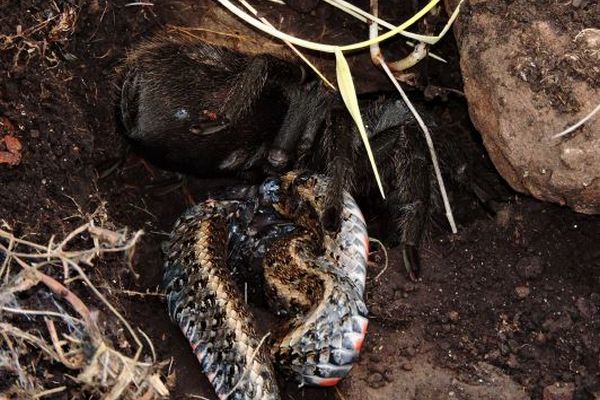 タランチュラがヘビを捕食、野生の環境下で珍しい場面が目撃され話題に