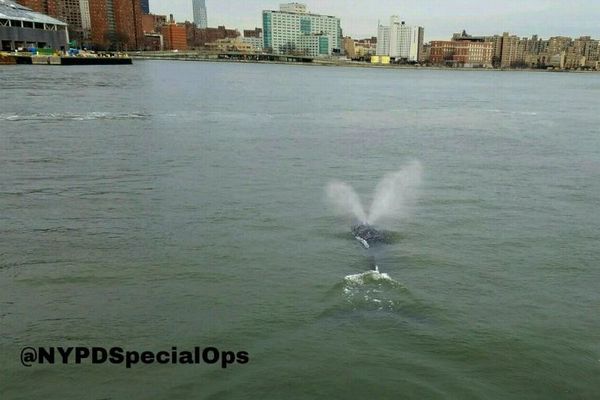 NYの川にクジラが出現！非常に珍しい姿を警官が撮影し話題に