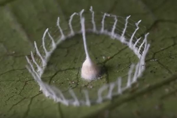 ストーンヘンジのような奇妙な構造物、中からクモの子供が誕生する瞬間が撮影される