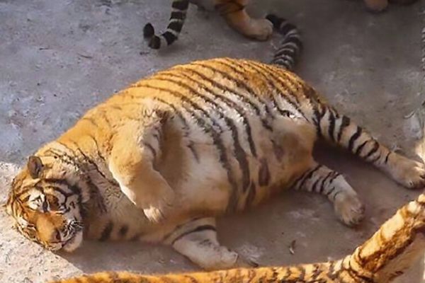 アトラクションで過剰に食べ物を与えられたトラ、中国の動物園に非難の声
