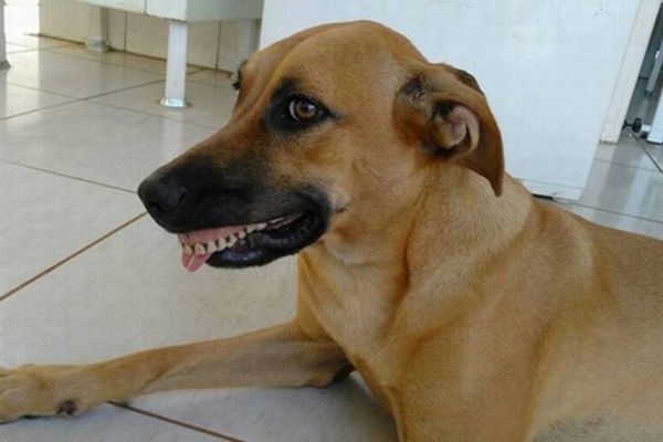 「ウッシシシシ…」裏庭で入れ歯を見つけて喜ぶ犬の姿がユニーク