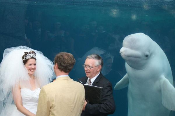 結婚式に突然シロイルカが参加、出席者のように2人の様子を見守る姿が微笑ましい