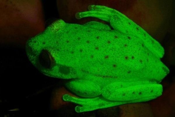 世界で初めて蛍光を放つカエルを確認、暗闇に浮かび上がる緑色の光が美しい