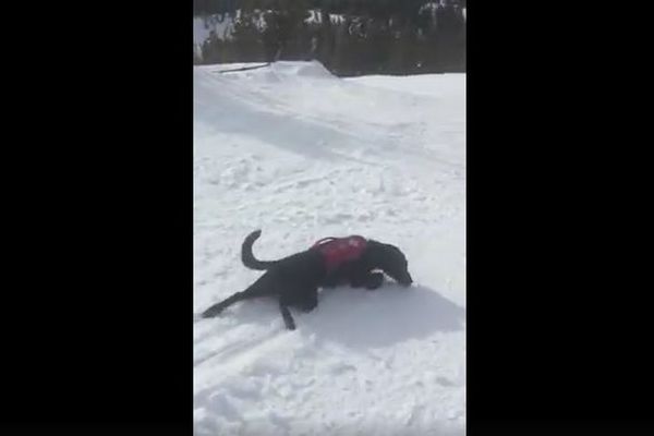 救助犬のつかの間の休息…雪山を体で滑っていく姿に思わずなごむ