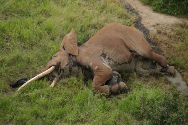 アフリカで数少ない巨大な牙を持つゾウ、密猟者が毒の矢で殺害か？