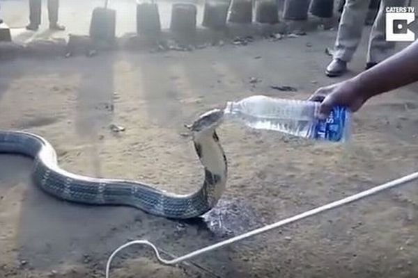 「み、水をくれませんか？」干ばつで苦しむコブラが人から水を与えられ喉の渇きをいやす