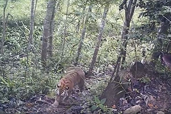 「まさに奇跡だ」タイで絶滅危惧種のトラの繁殖が確認される