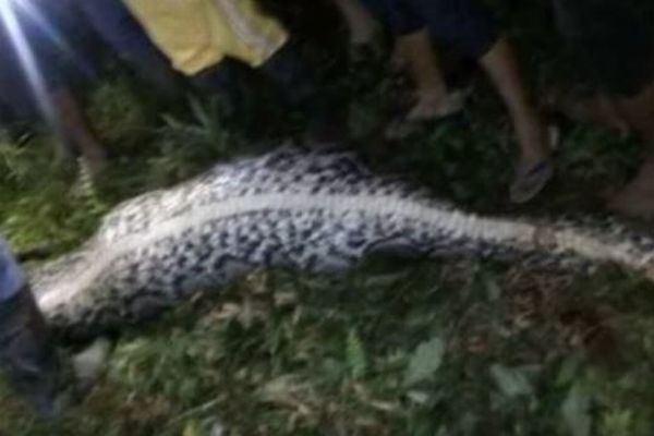 【閲覧注意】行方不明になったインドネシアの男性、巨大なヘビのお腹から発見される
