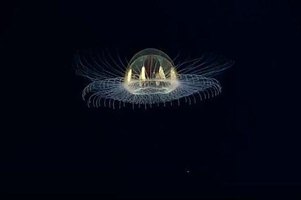 南の海で見つかった美しいクラゲ、海中で舞う姿は光るUFOのよう