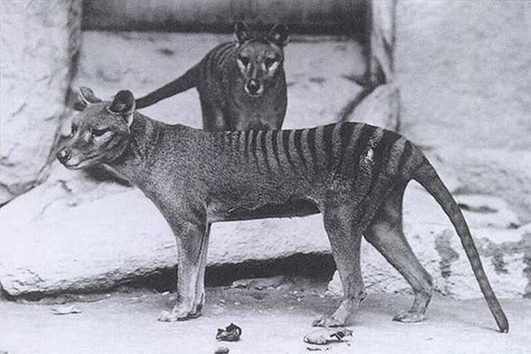幻の動物「タスマニア・タイガー」を発見するための調査が、来月にも行われる