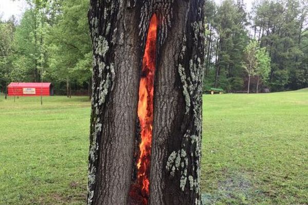木の内部だけが炎に包まれている！落雷によって起きた現象が不思議