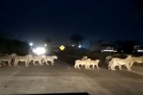 インドの道路に突然ライオンが！群れが道を横切る姿が目撃される