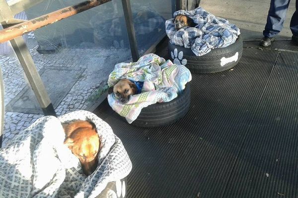 冬を迎えたブラジル、バス会社による子犬のための取り組みが暖かい