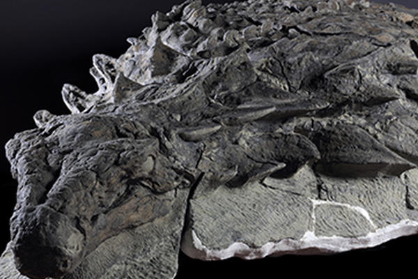 皮膚や鎧もほぼそのまま、世界で最も保存状態の良い恐竜の化石を公開：カナダ