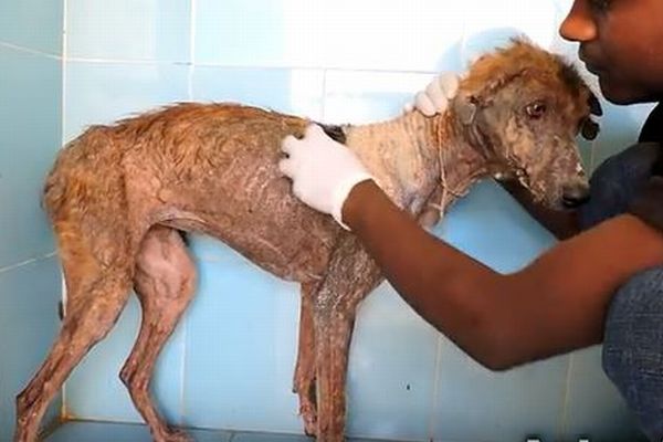 皮膚病で命が尽きかけていた犬、回復する姿を捉えた動画が感動的