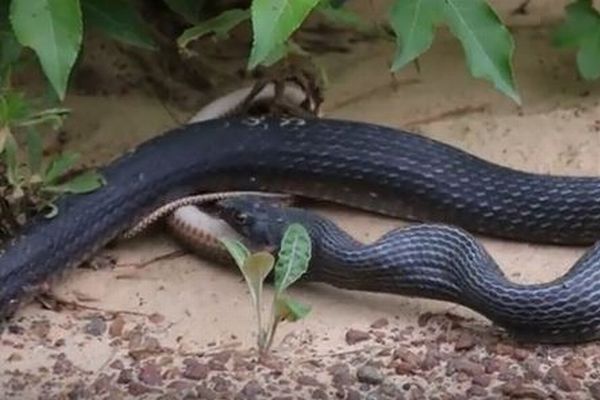 【閲覧注意】黒いヘビの口から白いものが…吐き出されても生きていたヘビの姿がショッキング