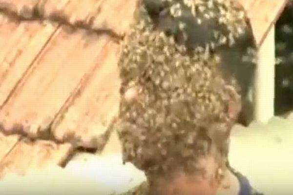ミツバチをこよなく愛する男性、数千匹に顔を覆われてもケガはなし