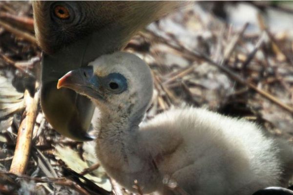 動物園で2羽のゲイのハゲワシが協力し、捨てられた卵を孵化させることに成功