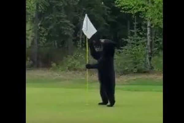 「これは何かな？」アラスカでゴルフのプレー中にクマが出現、男性が追い返す
