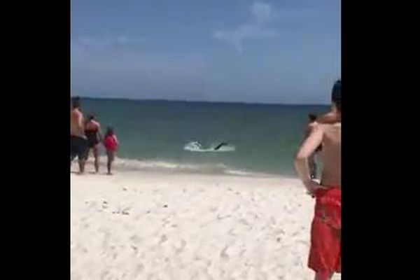 こんなに近くまで…波打ち際にサメが接近してビーチが一時騒然【動画】