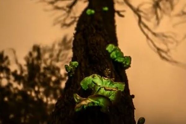 オーストラリアの森で緑色の蛍光を放つ「ゴースト・キノコ」が美しい