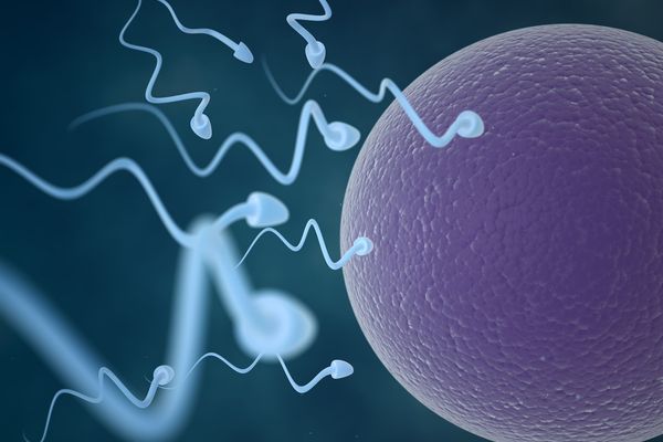 欧米の男性の精子が過去40年間で59％も減少：研究結果