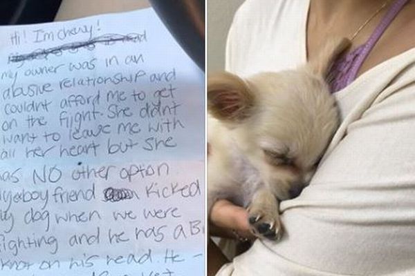 空港のトイレで、虐待を受けた生後3カ月の子犬が捨てられているのが発見される