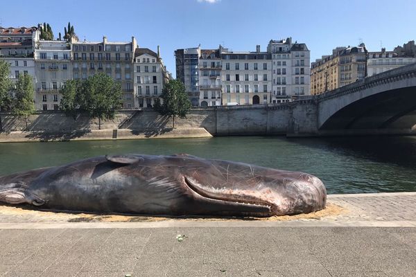 パリのセーヌ川にクジラが打ち上げられる？突然の出来事に市民もビックリ