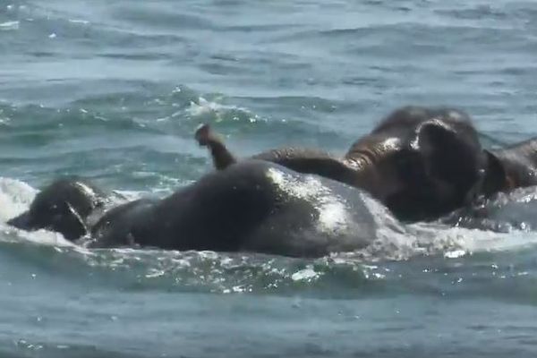 再びスリランカ海軍の船が、沖合に流された2頭のゾウを救助