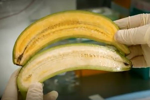 アフリカの子供たちを救うため、豪の研究者がビタミンAの豊富な「スーパーバナナ」を開発