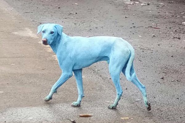 インドの街で「青い犬」が増加、原因は川へ垂れ流された産業廃棄物