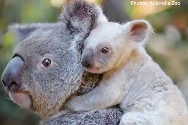 豪の動物園で誕生した「白いコアラ」の赤ちゃん、かわいすぎると話題に【動画】