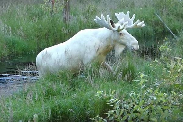 スウェーデンで見つかった純白のヘラジカ、緑の森に映える姿が神秘的