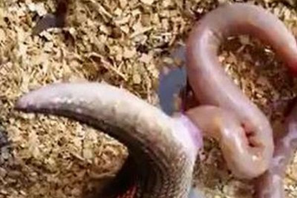 閲覧注意 卵じゃない 妊娠したヘビが赤ちゃんを出産する動画が話題に Switch News スウィッチ ニュース