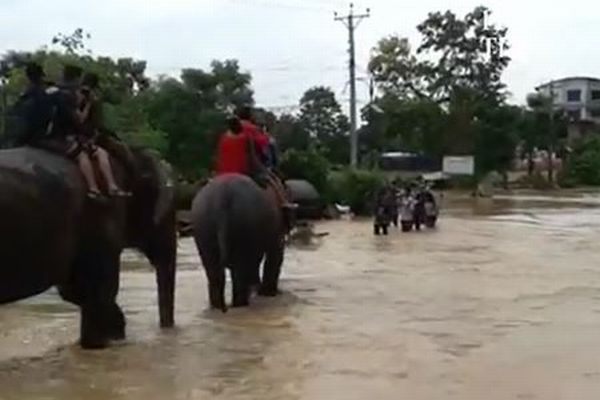 ネパールで起きた大規模な洪水、街に取り残された数百人の観光客をゾウが救う