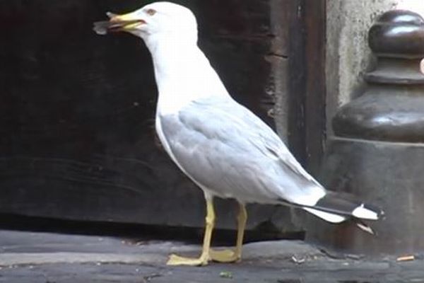 【閲覧注意】カモメが死んだハトを丸飲みする動画が衝撃的