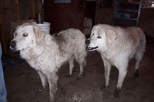 山火事で牧場に取り残された2匹の犬が、90頭の羊を火の手から守りぬく