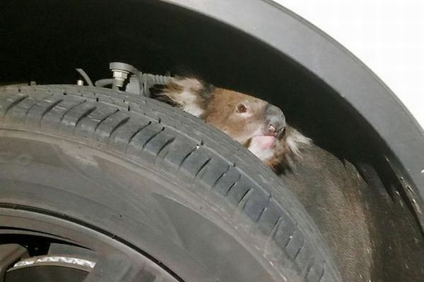 野生のコアラがタイヤの裏側にしがみついたまま16キロも移動、無事救助される
