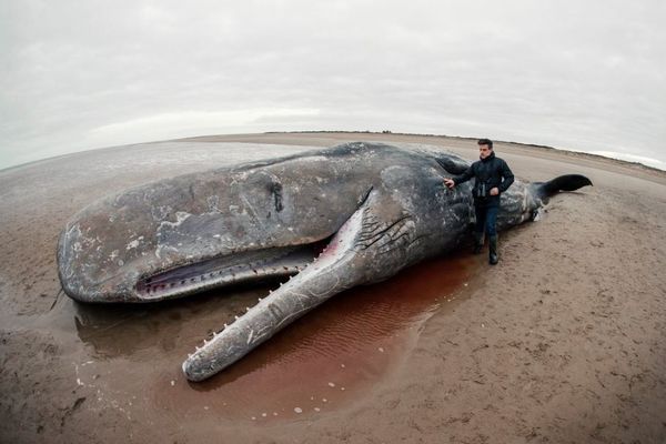 海岸に打ち上げられたクジラの大量死は、太陽フレアが原因か？新たな仮説が登場
