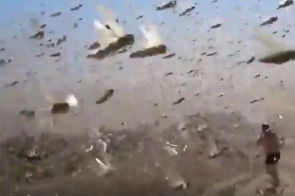 露南部でバッタが大量発生、巨大な群れの飛び交う姿が恐ろしい