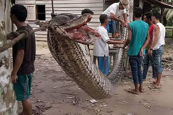 インドネシアで男性が7メートルもある巨大なヘビと格闘、傷を負うも退治する