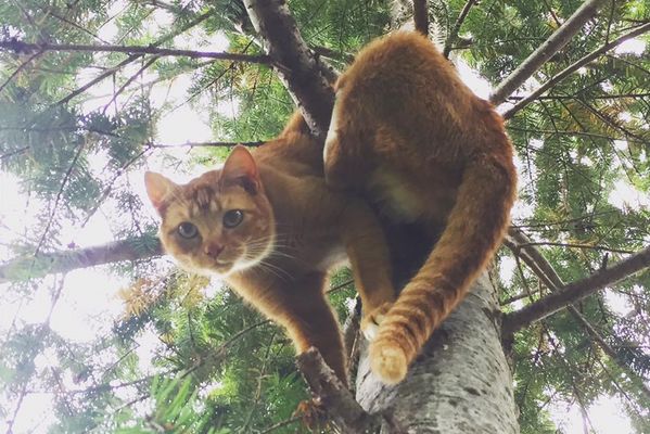 高い木から下りられなくなったネコを、無償で救出し続けてきた兄弟が話題に