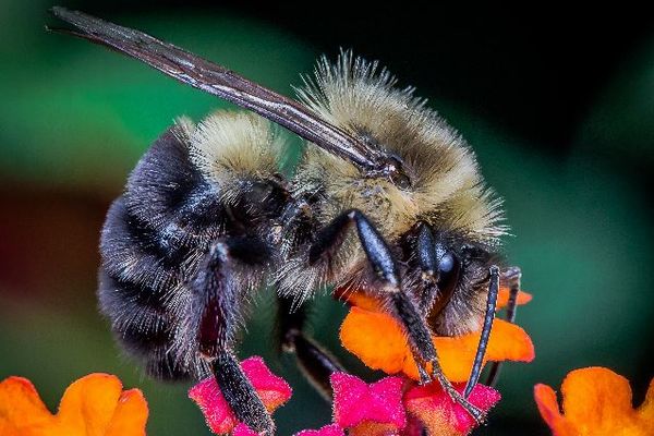 新たな研究により、ミツバチだけを殺さない殺虫剤の開発が現実へ