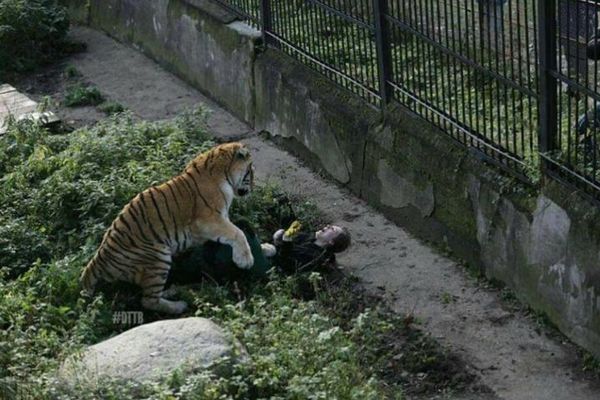 露の動物園でシベリアンタイガーが飼育員を急襲、その場面を捉えた写真がショッキング