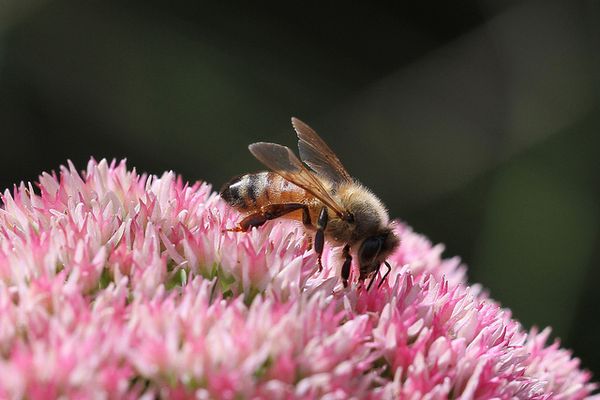 フランス政府、ミツバチに悪影響を与えるとして、米国産殺虫剤2種の販売を中止