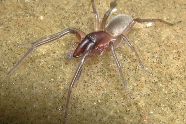 海の中で暮らす新種のクモを発見、その名も「ボブ・マーリー」