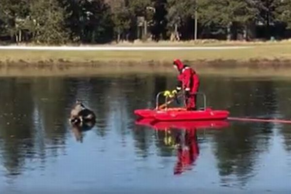 氷の池でシカが立ち往生、助けに来た消防隊員に懐いてしまう救出劇がユニーク