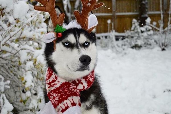 クリスマスの衣装に怖い表情…実はとっても優しいハスキー犬が話題に
